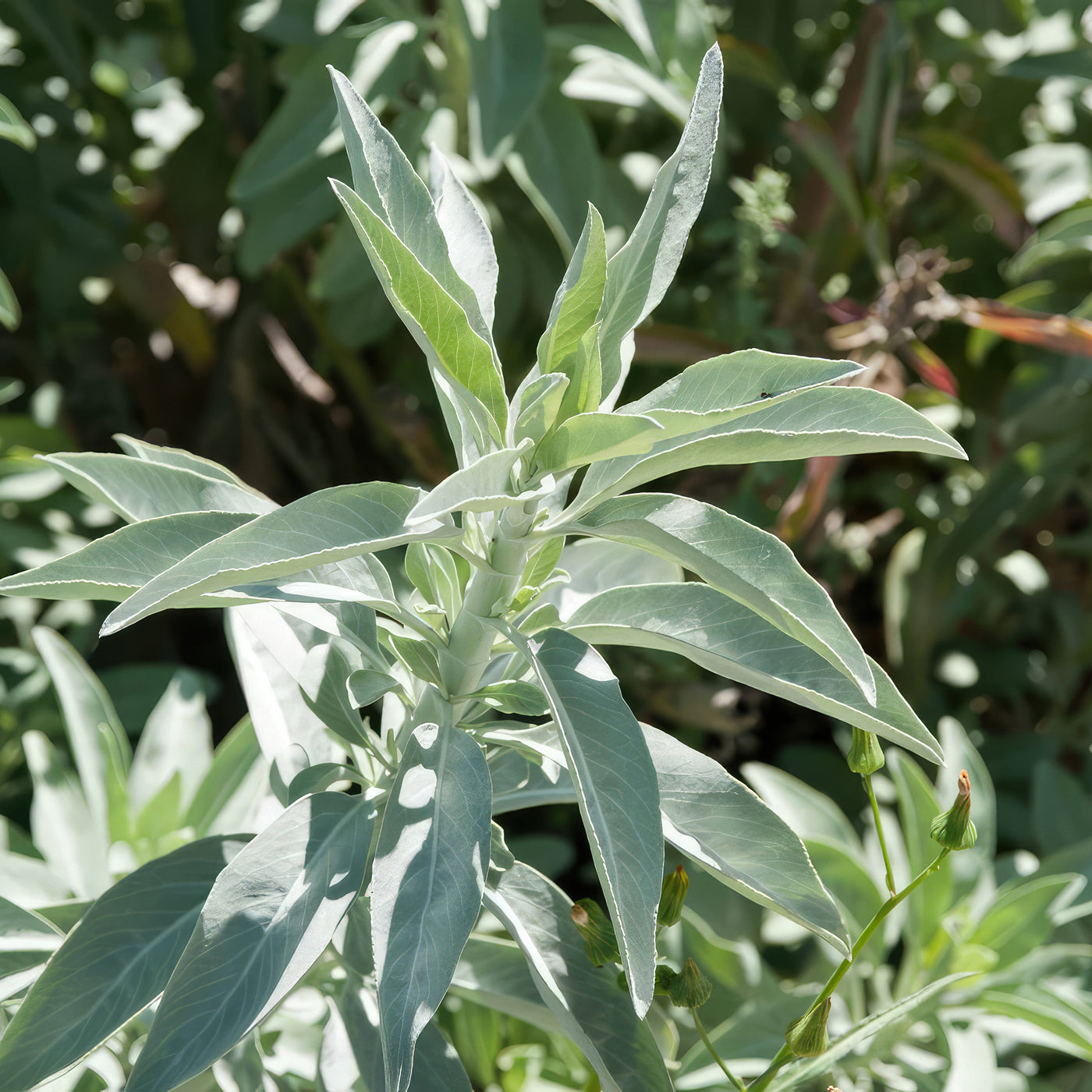 white sage indoor plant Shop 'White Sage Plants – Salvia apiana' Care and Info