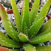 Aloe vera chinensis