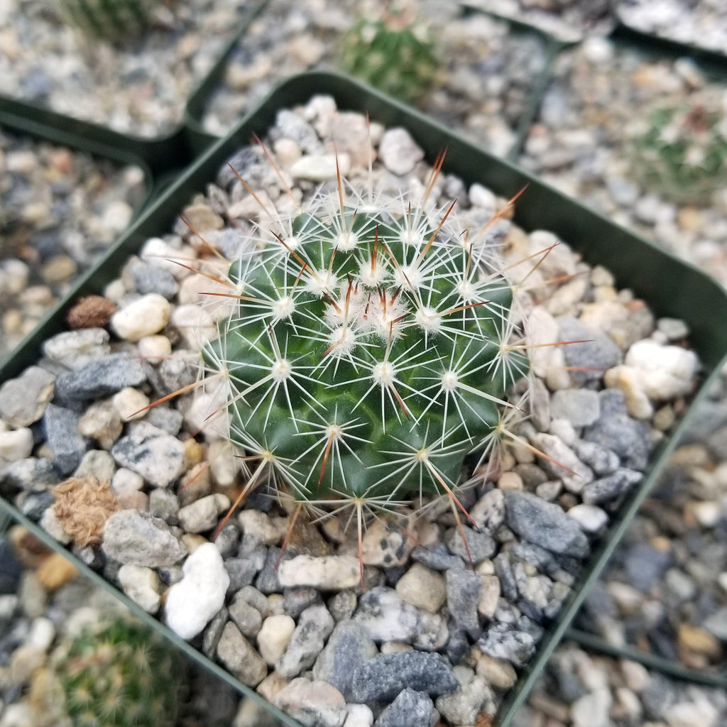 Mammillaria Rubrograndis