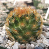 Mammillaria carmenae