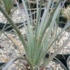 Desert Spoon Plant ‘Dasylirion wheeleri’