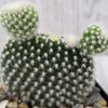 Opuntia microdasys albata