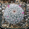 Mammillaria albata