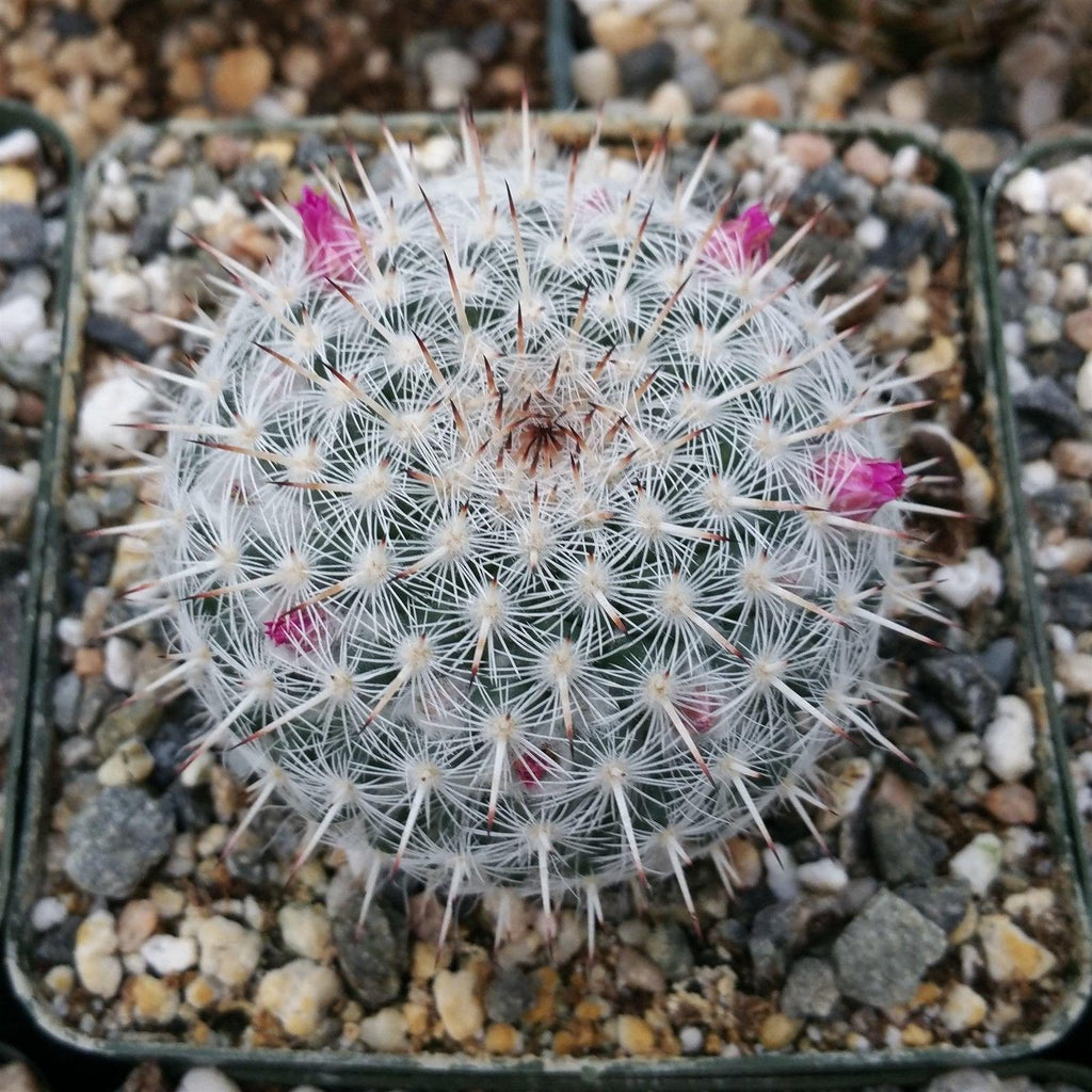 Mammillaria albata