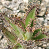 Hybrid Mother of Millions ‘Kalanchoe houghtonii’