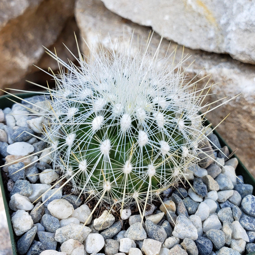 Thelocactus macdowellii