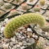 Monkey Tail Cactus – Cleistocactus colademononis 