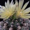 Gymnocalycium dopianum