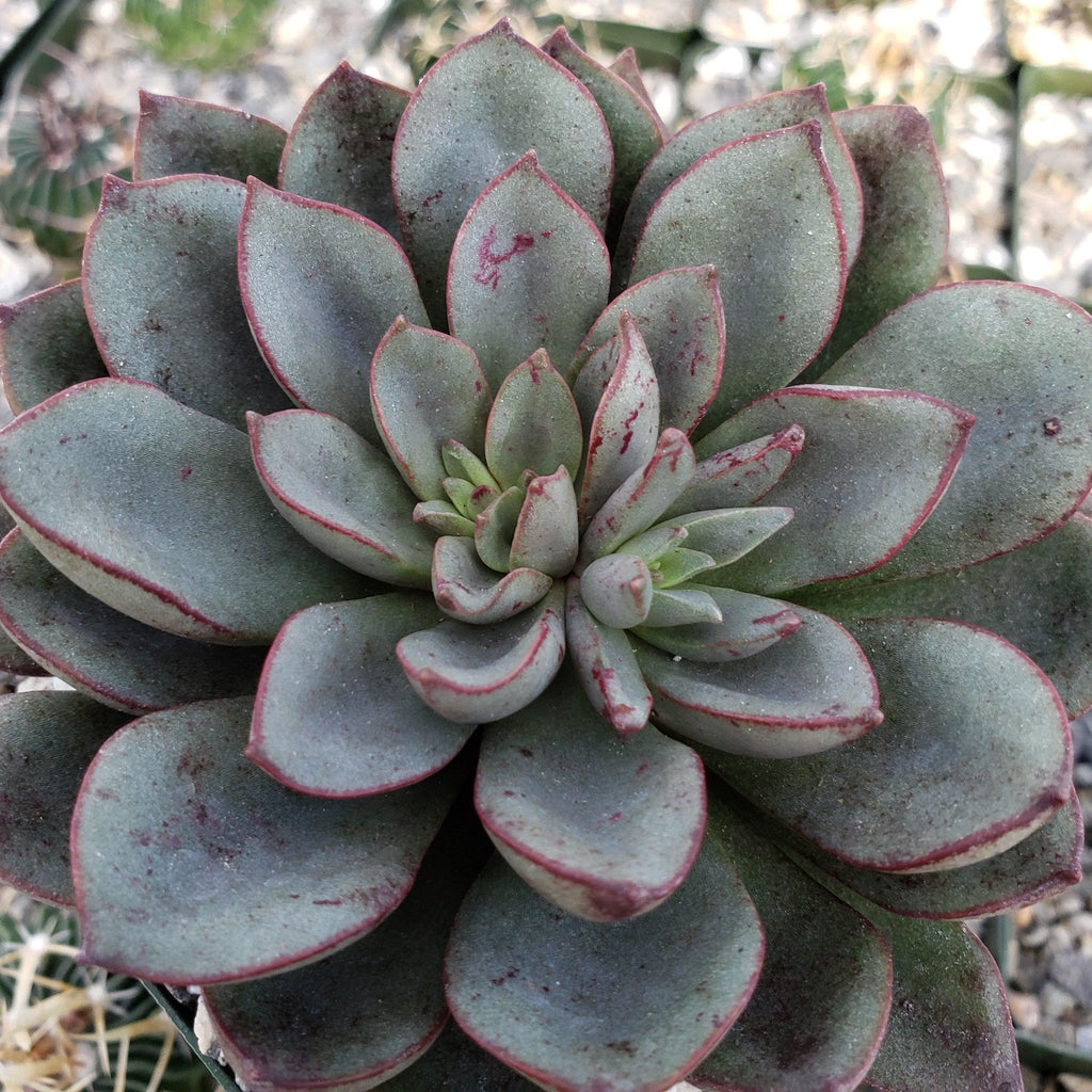 Echeveria moranii