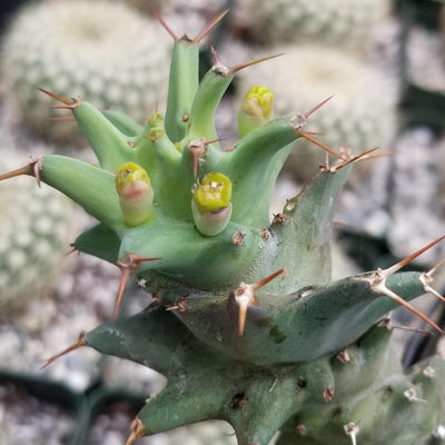 Euphorbia groenewaldii