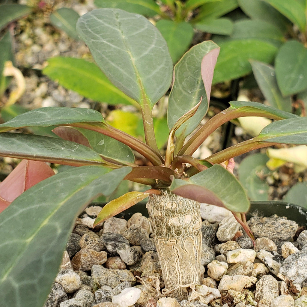 Eupforbia ankarensis