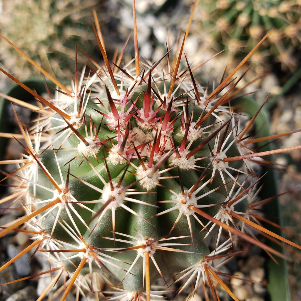 Echinocereus ferreirianus
