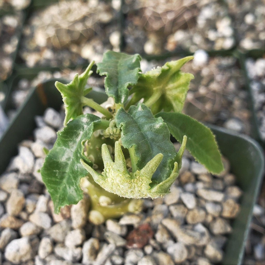 Dorstenia mait escarpment