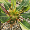 Euphorbia vigueri capuroniana