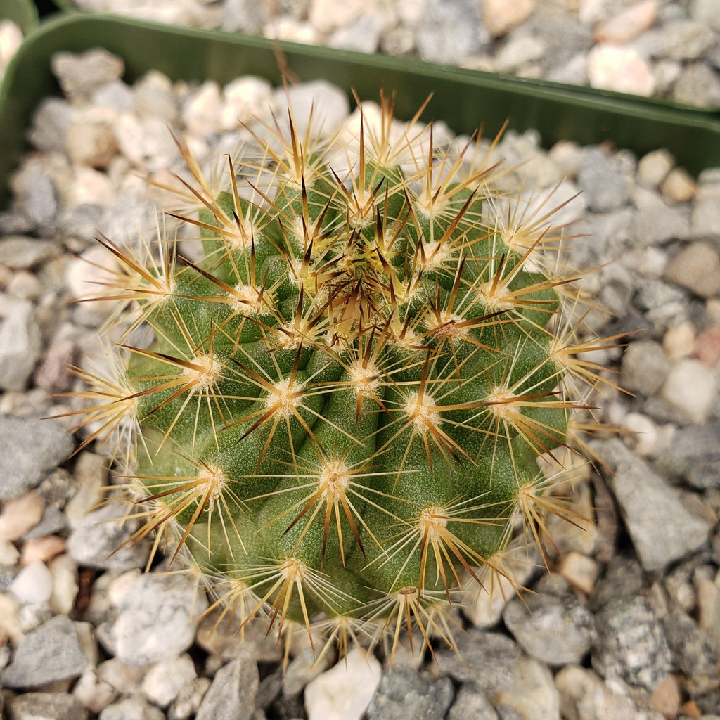 Neochilenia chilensis flaviflora