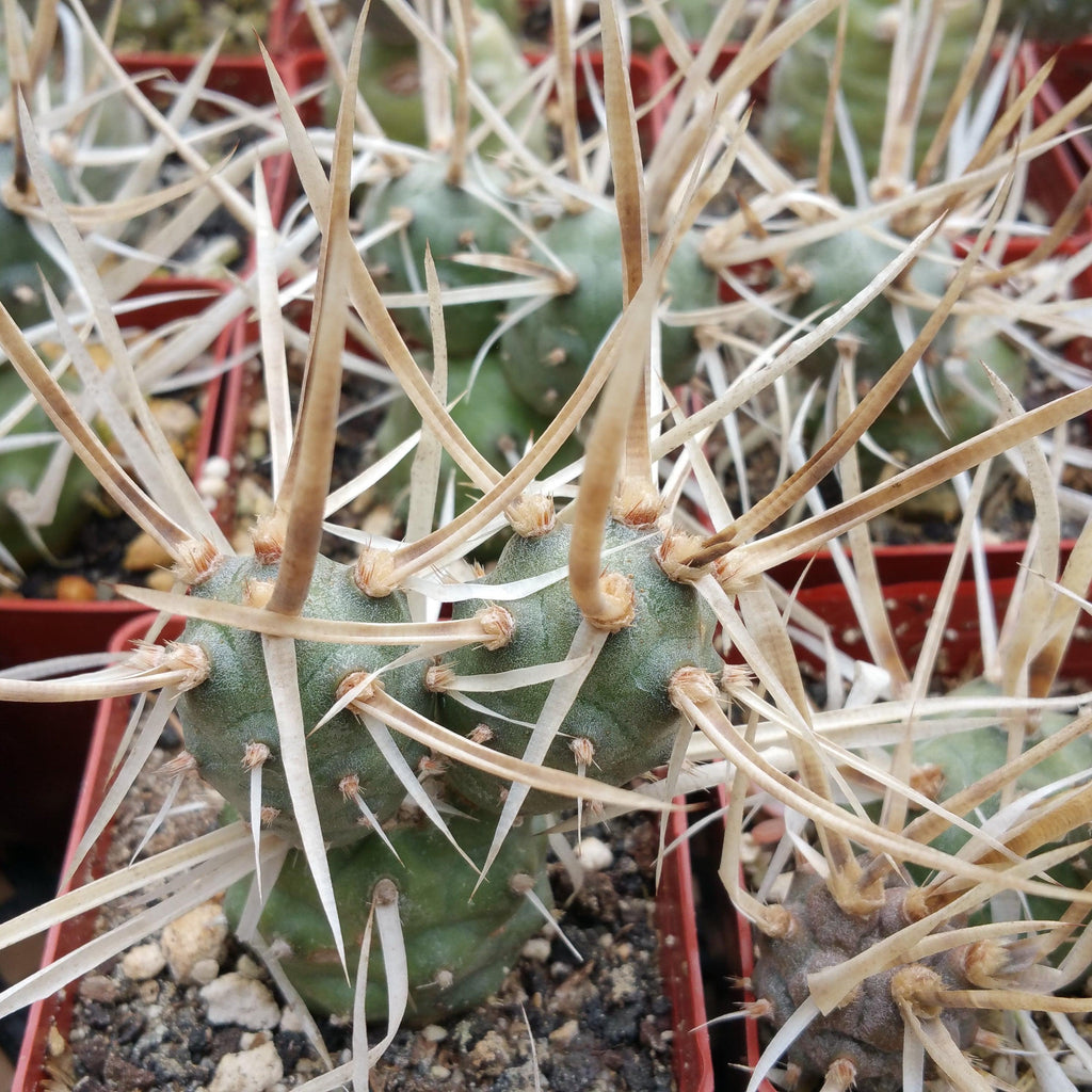 Tephrocactus articulatus v. papyracantus