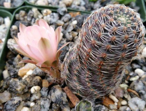 Mediolobivia rosalviflora pygmaea