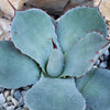 Agave truncata