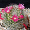 Mammillaria bocasana v. rosalviflora