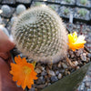 Rebutia muscula