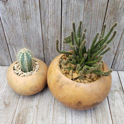 Cacti arrangement 4 and 6 inch