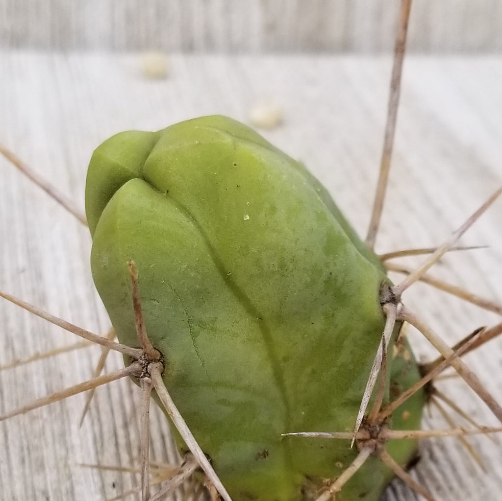 Unrooted Cutting Trichocereus bridgesii Monstrose Penis Cactus
