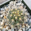 Ferocactus flavovirens