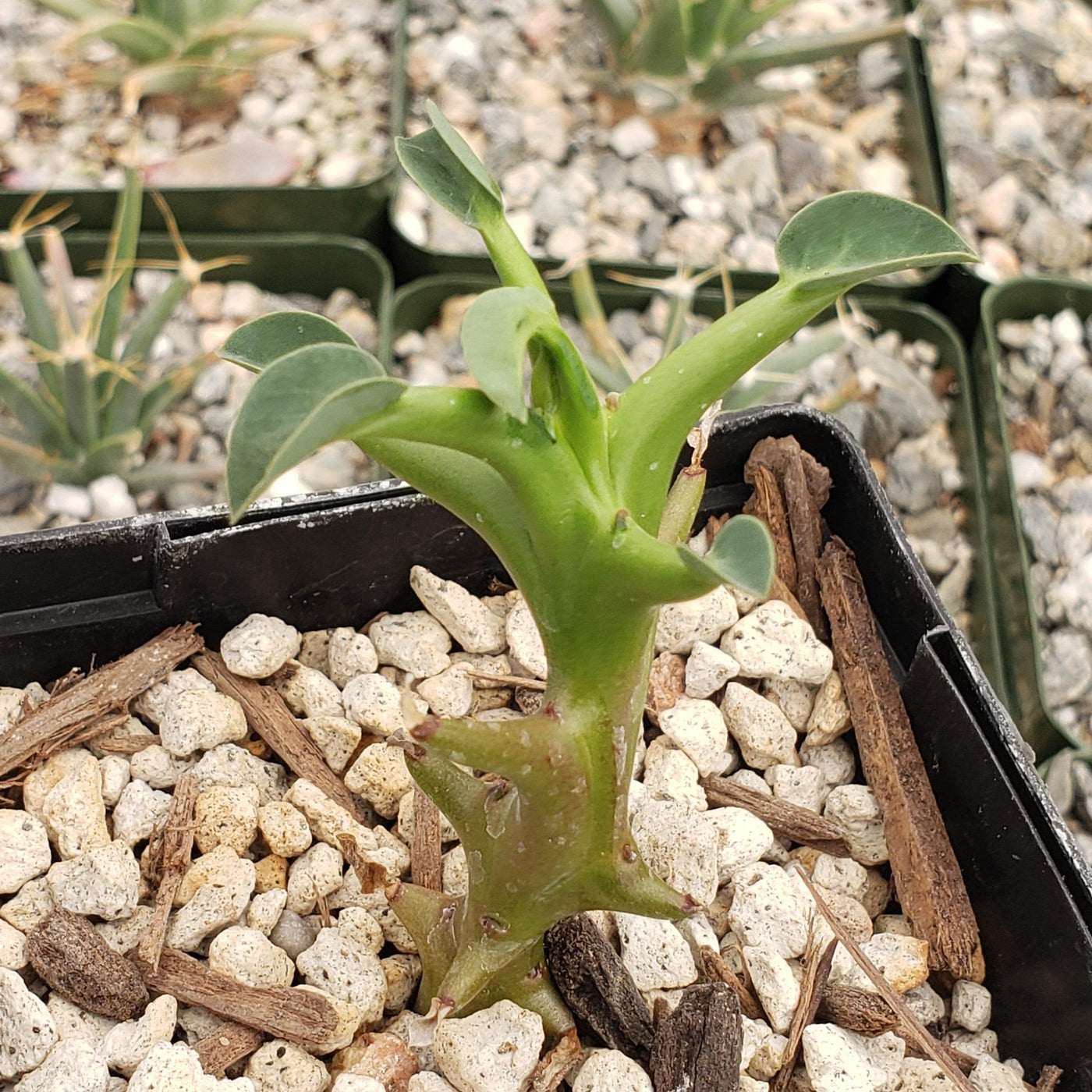 succulent with thick stem Shop For Euphorbia Hamata Low-Growing Shrub