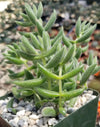 Crassula mesembryanthemoides hispida