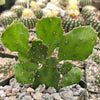 Brazilian Prickly Pear - Opuntia argentiniana