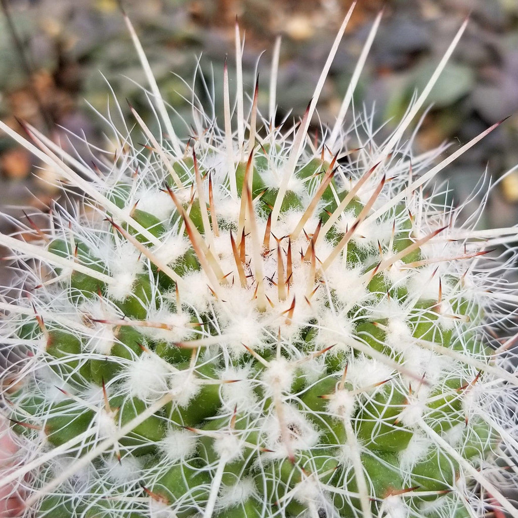 Mammillaria bicolor nobilis