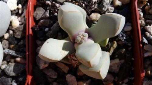 Lapidaria margarethae