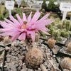 Echinocereus Fitchii