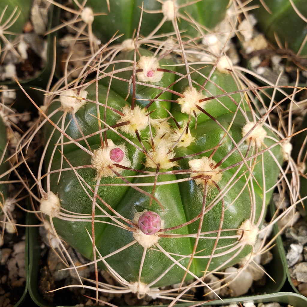 Gymnocalycium fleischerianum