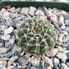 Gymnocalycium stellatum asterium