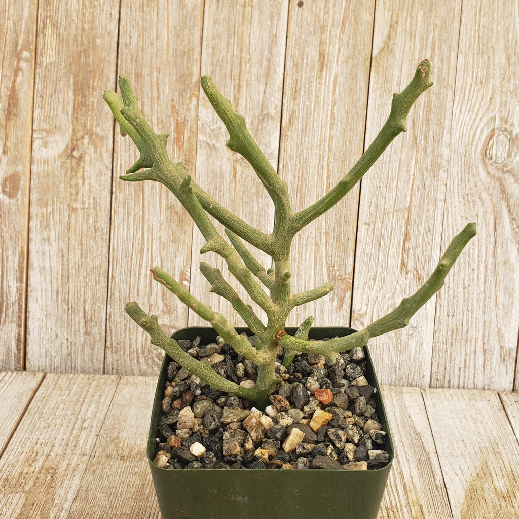 Euphorbia stenoclada spineless