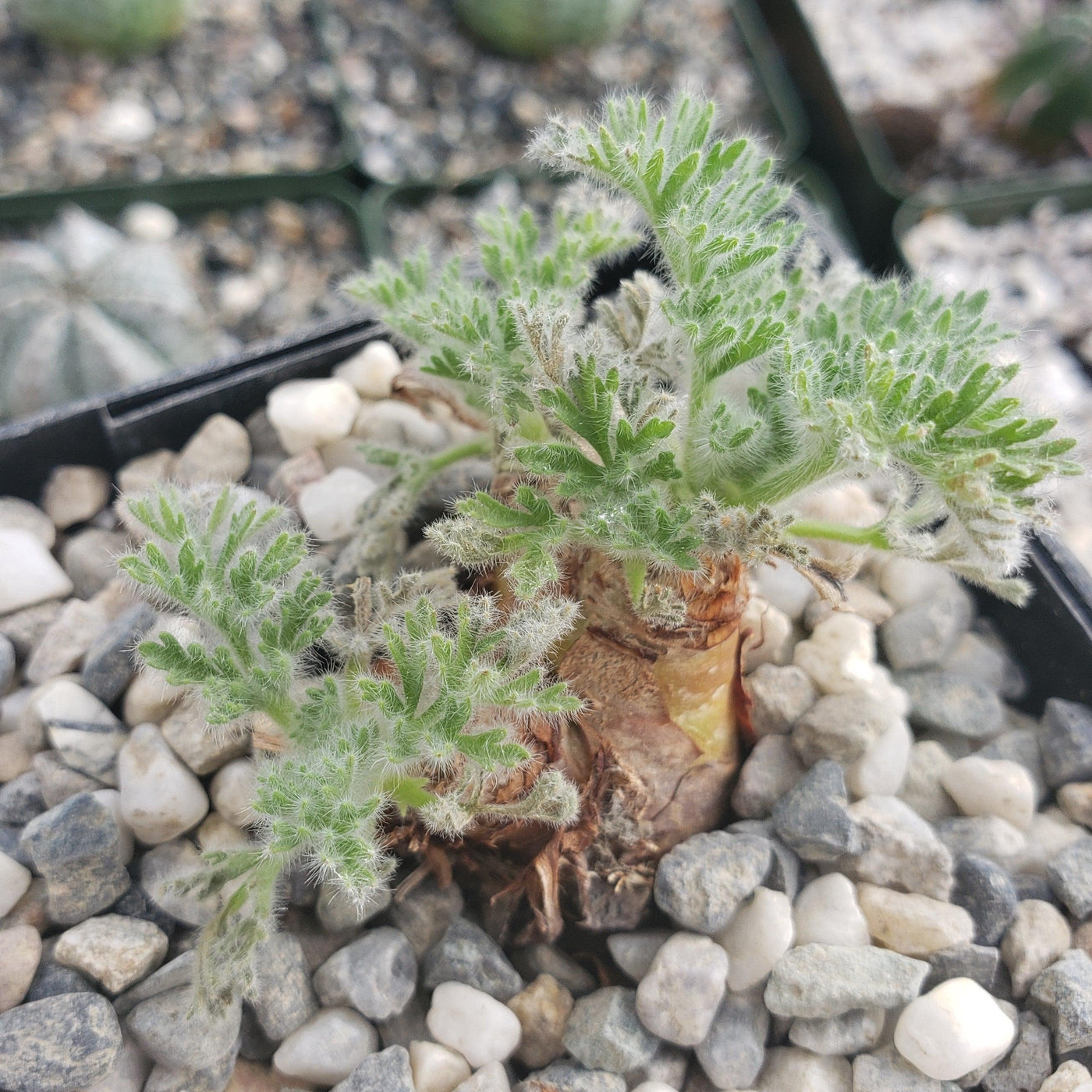 Pelargonium appendiculatum