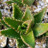 Golden Toothed Aloe - Aloe nobilis