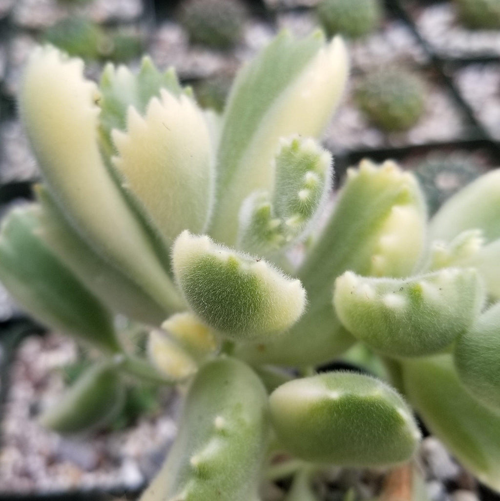Variegated Bear Paw Succulent - Cotyledon ladismithiensis Variegata