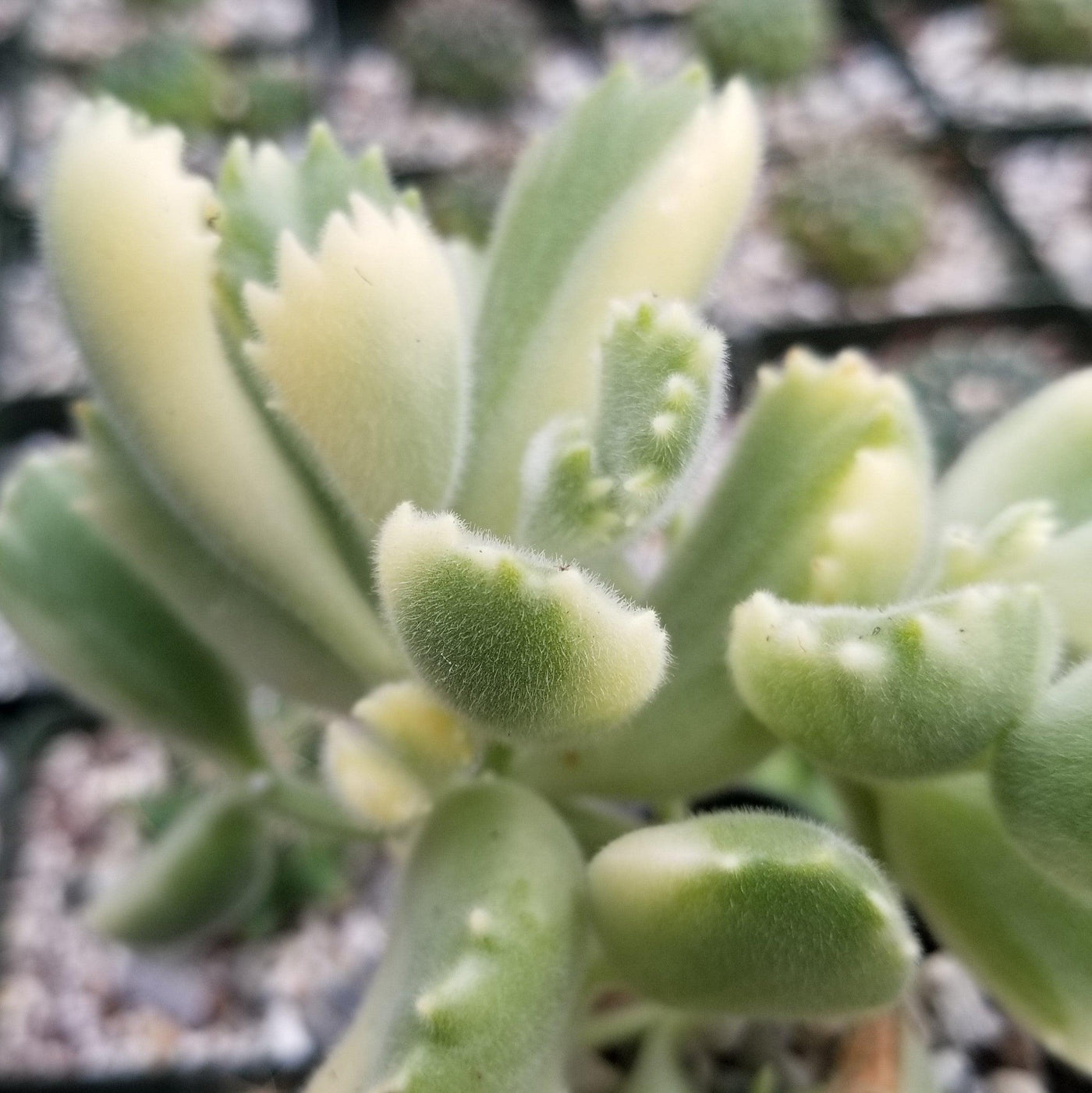 bear paw succulent variegated Variegated Bear Paw Succulent