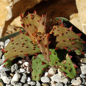 Aloe castilloniae – Planet Desert