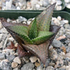 Haworthia veneosa tessellata