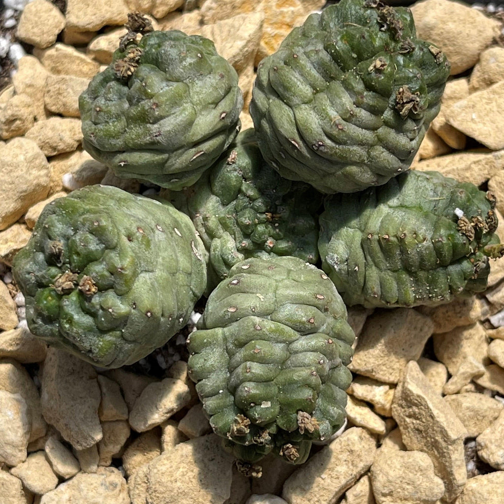 Euphorbia pseudoglobosa green