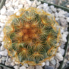 Mammillaria carmenae