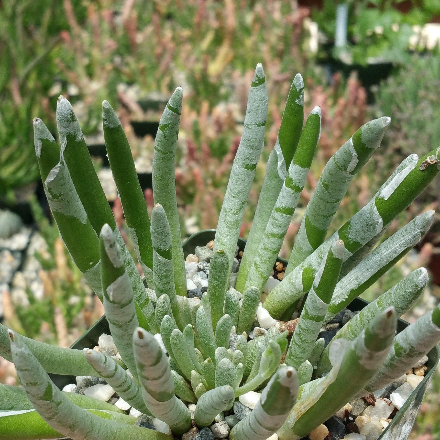 succulents wikipedia Senecio Scaposus | Small Stemless Succulent