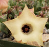 Huernia thuretii var Primulina