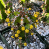 Euphorbia restricta