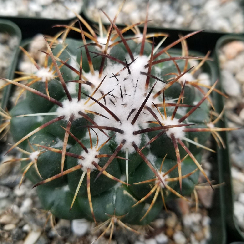 Coryphanta greenwoodii