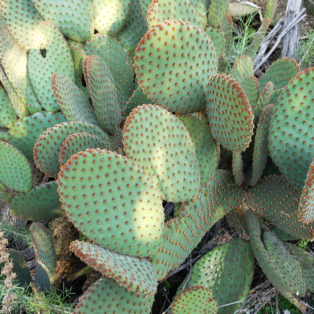 Opuntia microdasys rufida