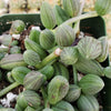 String of Watermelon – Senecio herreianus